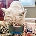 Natural Dog Probiotics