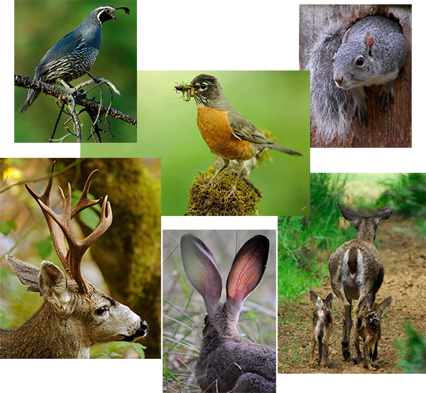 Wildlife Photography by James R. Harris