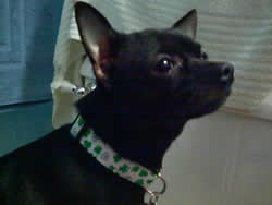 Shamrock collar on Scully