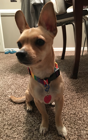 Rainbow Pride Dog Collar