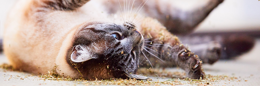 Handcrafted natural catnip toys
