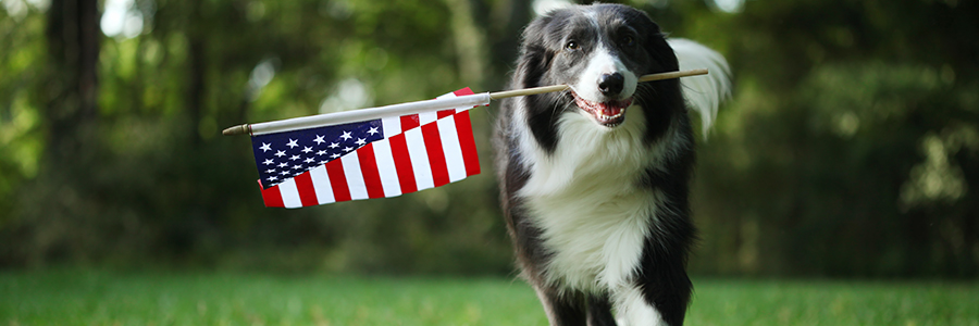 Patriotic-Camo-and-Bandana-Dog-Collars