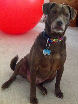Coco with his Autism Awareness Collar